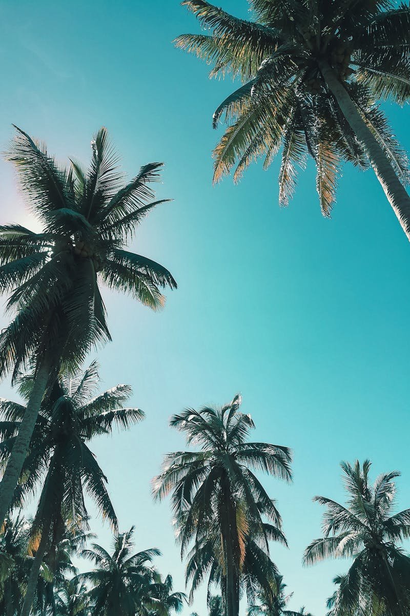 Stunning low-angle view of palm trees against a vibrant blue sky, capturing the essence of paradise.