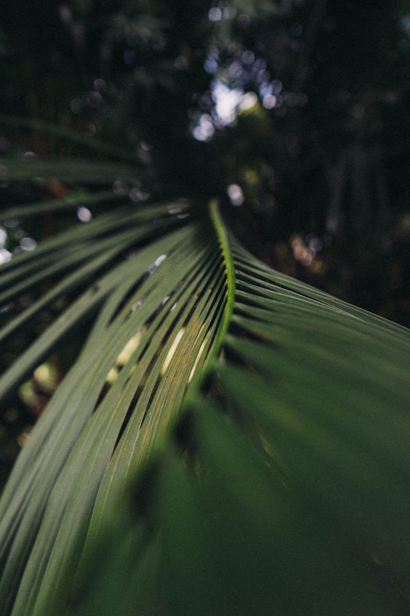 A vibrant close-up of a palm leaf showcasing its lush green texture in Krabi, Thailand.